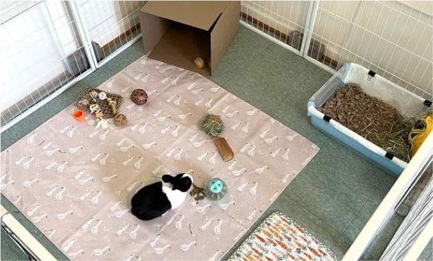 Rabbit boarding at Beh & Yo