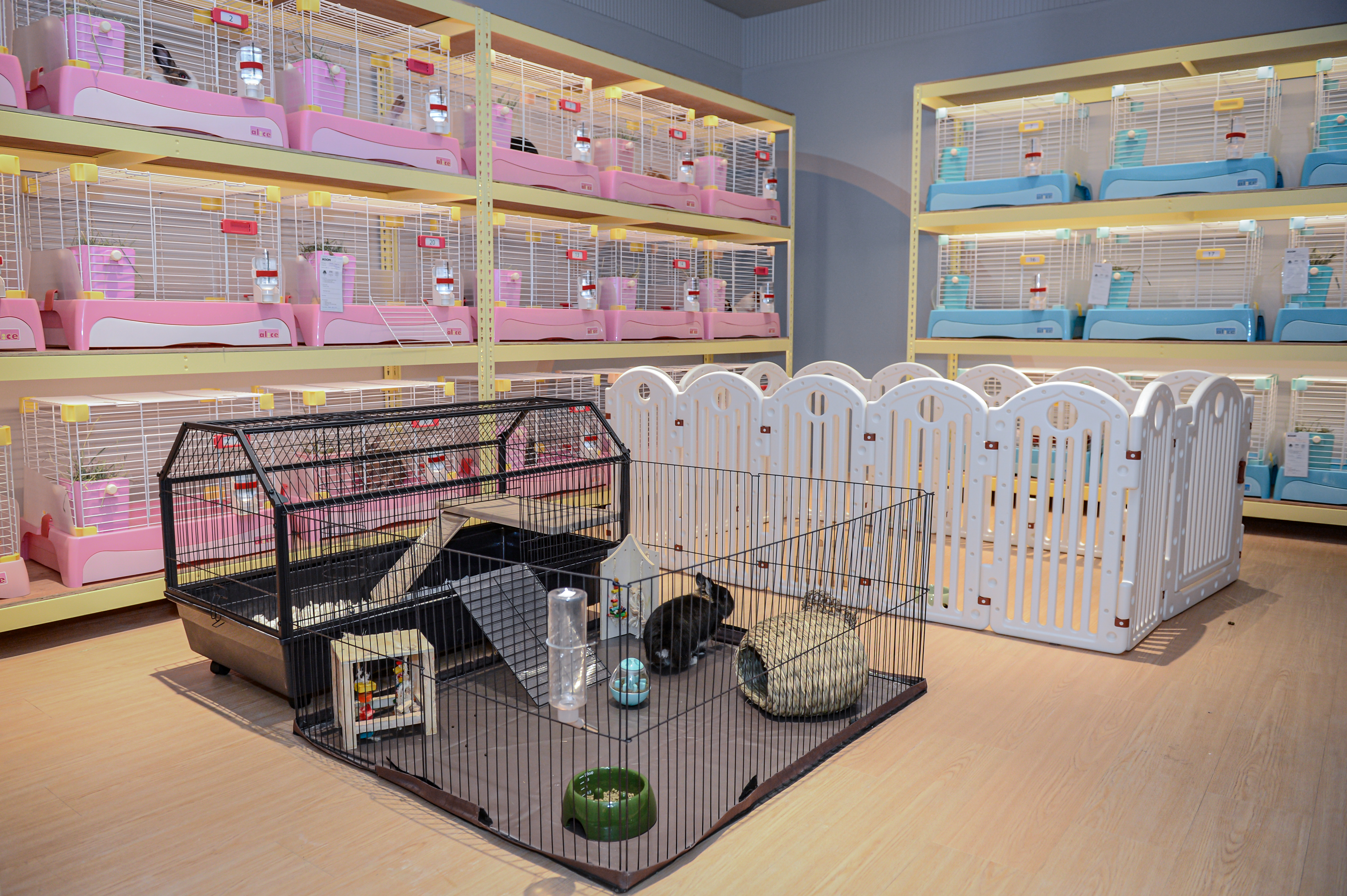Rabbit day care at Beh & Yo